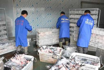 崇仁县打响麻鸡产业保卫战 助推农产品双战双赢