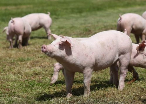 广西村民杀自家年猪被重罚10万元，家禽销售红线农民须警惕