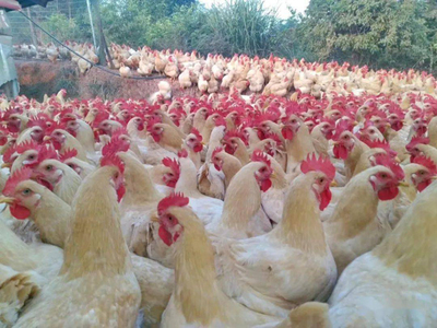 容县霞烟鸡入选中国特色农产品优势区 助推家禽产业振兴与销售升级