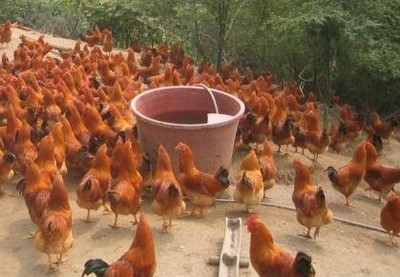 重庆市涪陵区杨庭燕畜禽养殖场 生态土鸡养殖与家禽销售指南