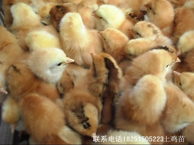 江苏百正孵化场 专业供应优质鹅苗鸭苗，全国发货，品种齐全