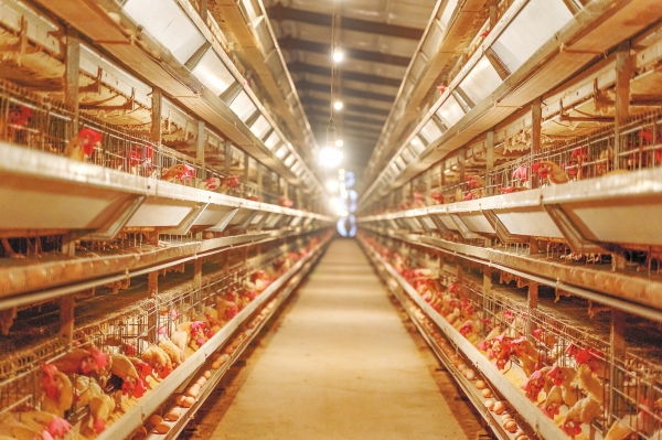 智能工厂“慧”养鸡 数智化赋能家禽产业新变革