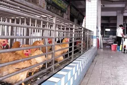 春节前夕全国多地出台活禽禁售政策，农产品市场迎来新变局