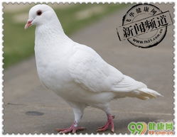 H7N9来袭 7招帮你预防春季流感，从农产品入手守健康