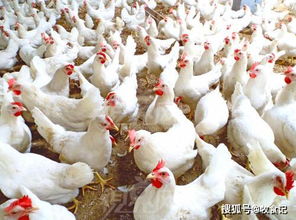 一月家禽微利时代 销量高涨，利润率存隐忧——25家公司月度销售反馈分析
