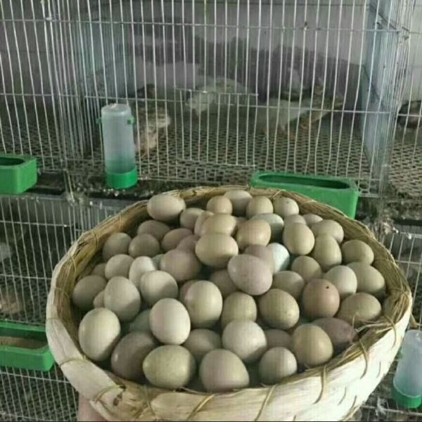 芦丁鸡优势与养殖销售指南