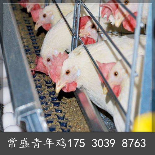 两个月罗曼灰青年鸡低价销售两个月罗曼灰鸡苗报价